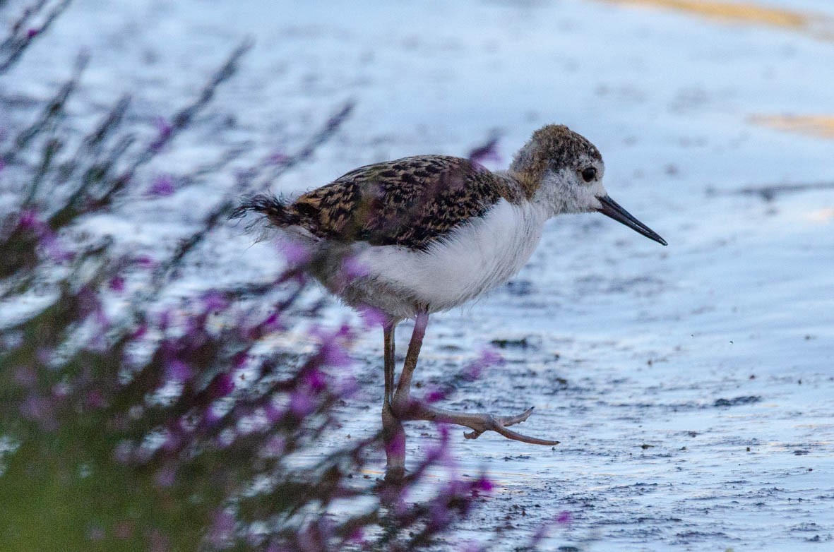 Black-winged Stilt - ML110566341