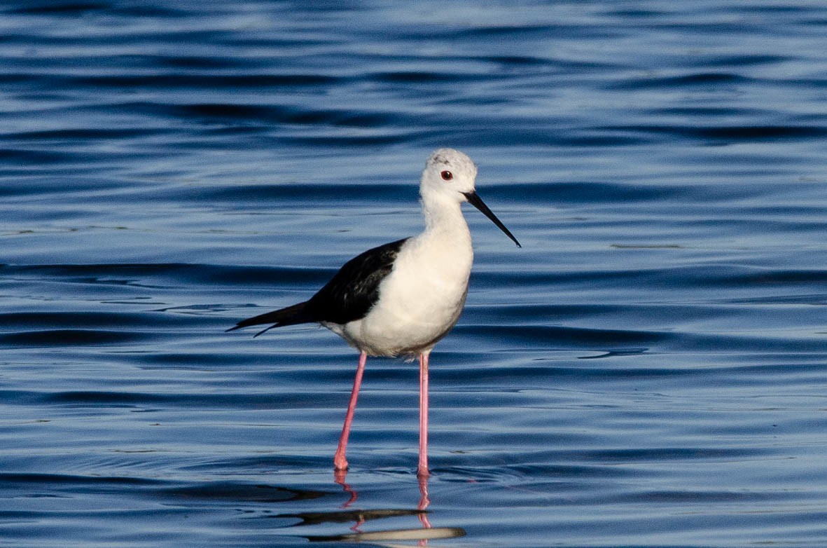 Black-winged Stilt - ML110566351