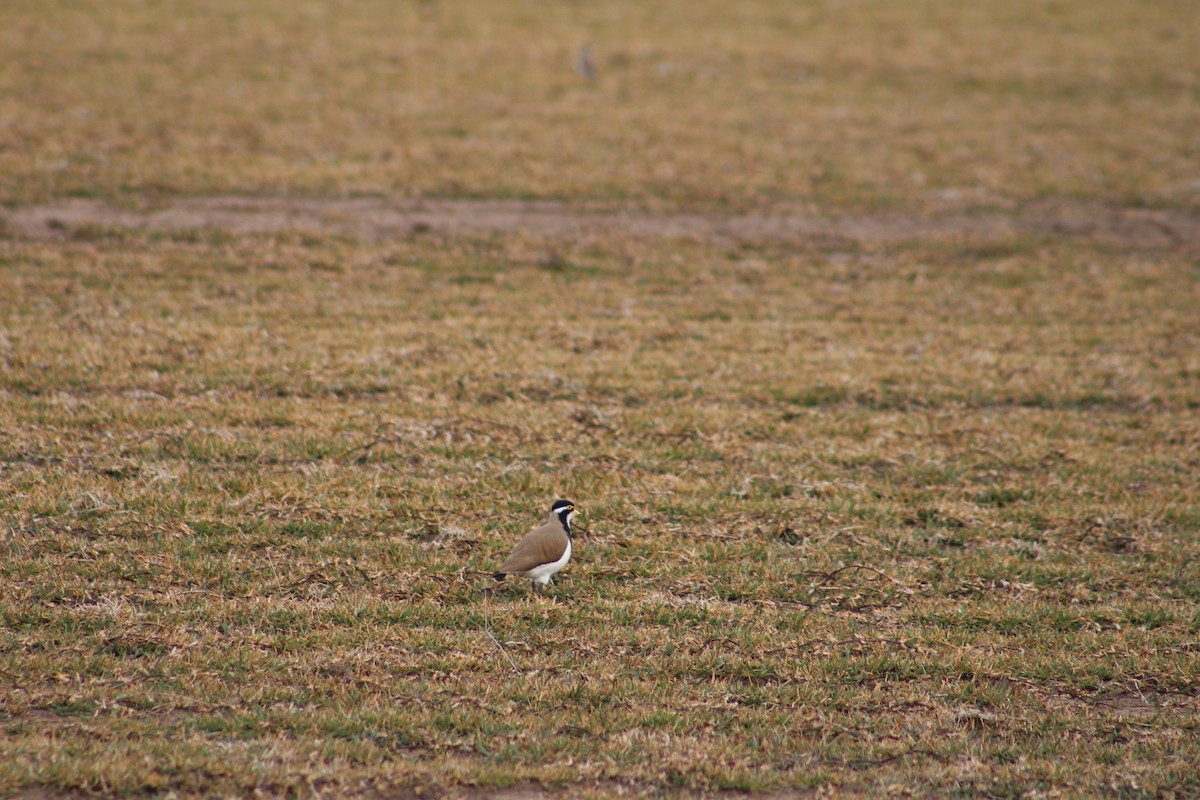 Banded Lapwing - ML110566751