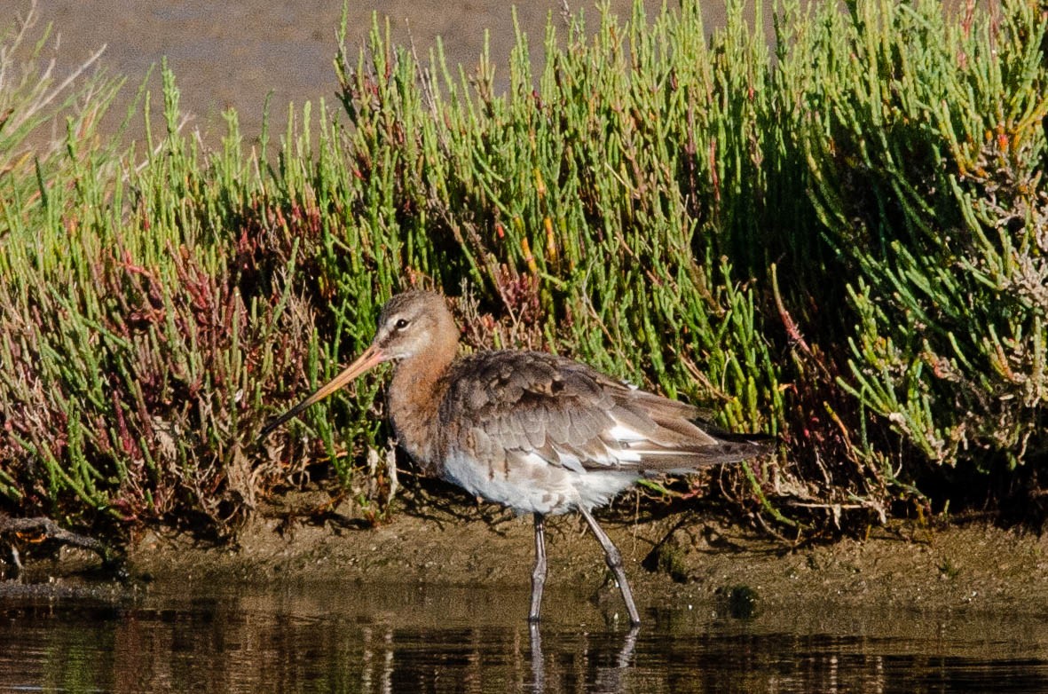 Black-tailed Godwit - ML110566761