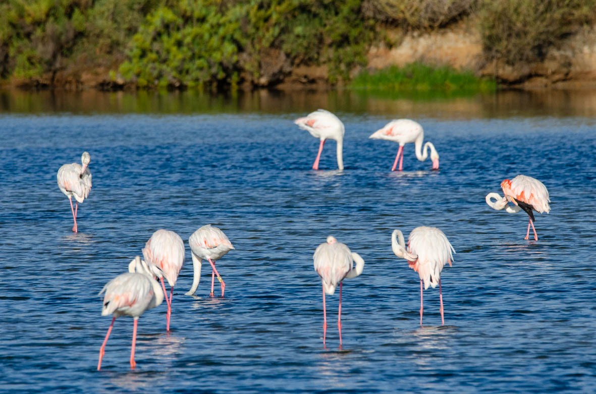 Greater Flamingo - Antoon De Vylder