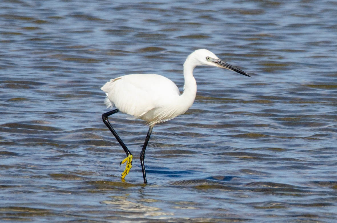 Little Egret - Antoon De Vylder