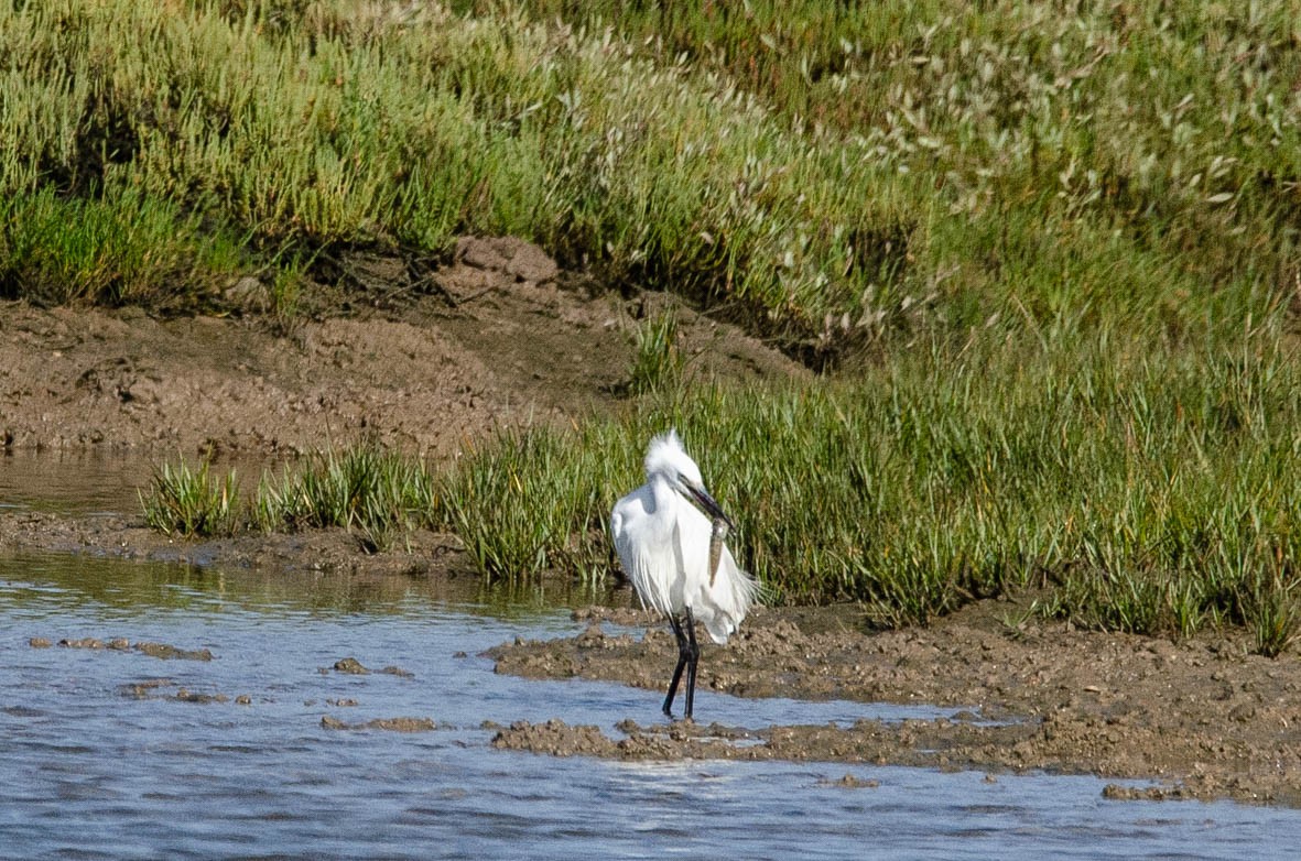 Seidenreiher - ML110567531