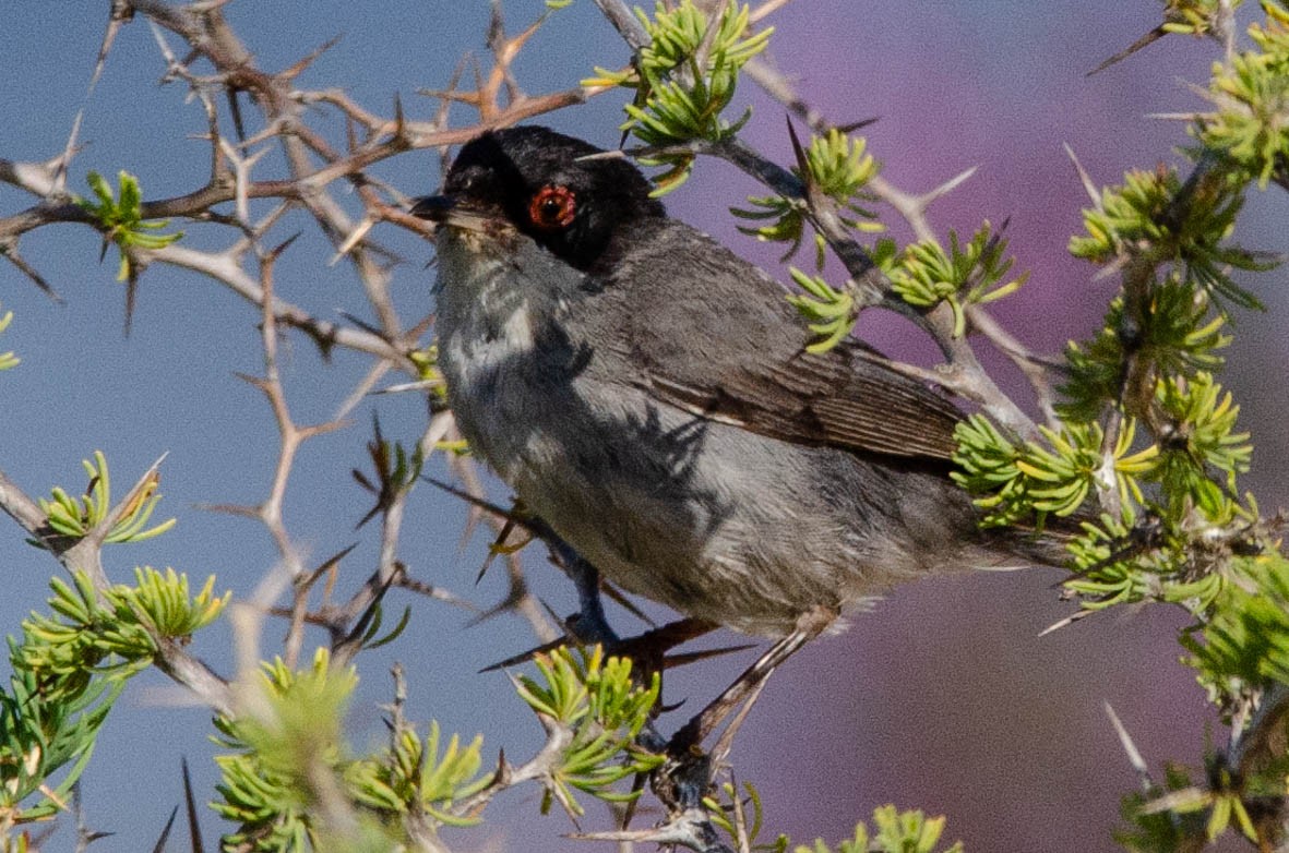 Sardinian Warbler - ML110567581