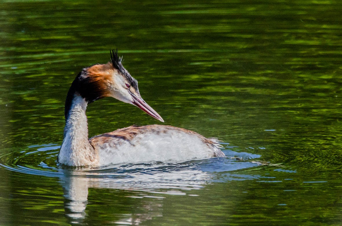 Great Crested Grebe - Antoon De Vylder