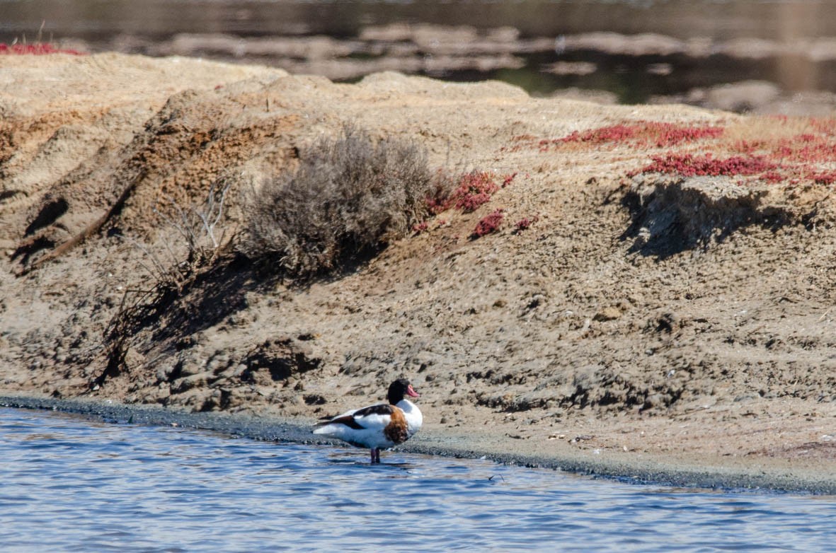 Common Shelduck - ML110567761