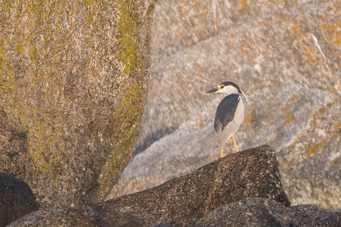 Black-crowned Night Heron - ML110567951