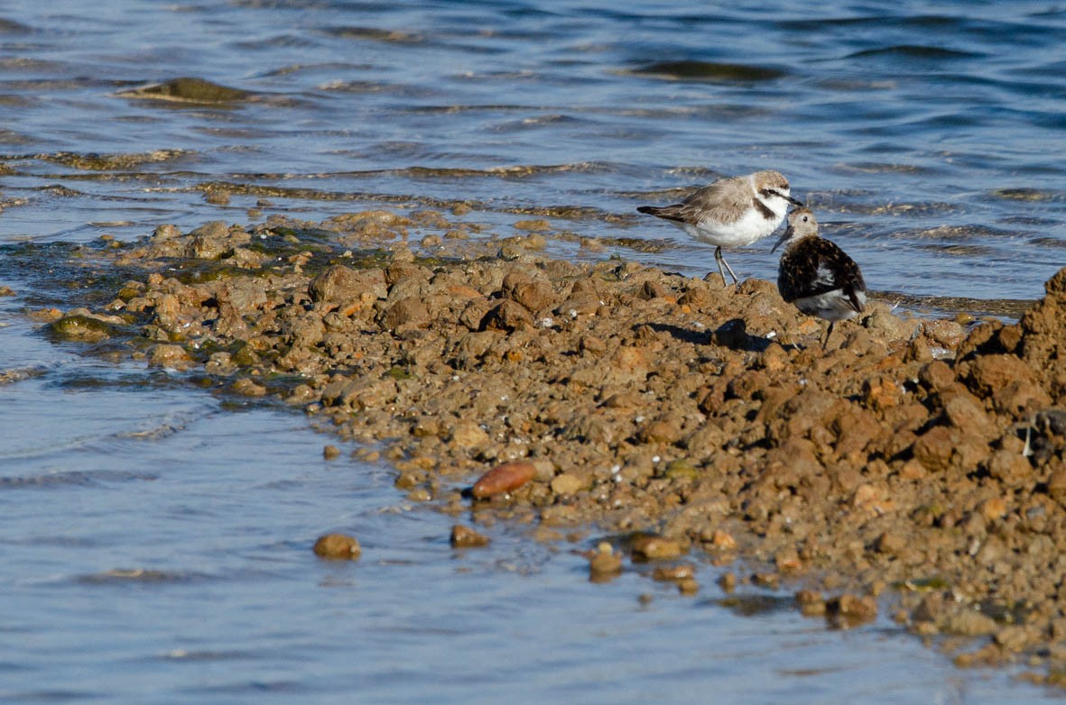 Dunlin - ML110568101