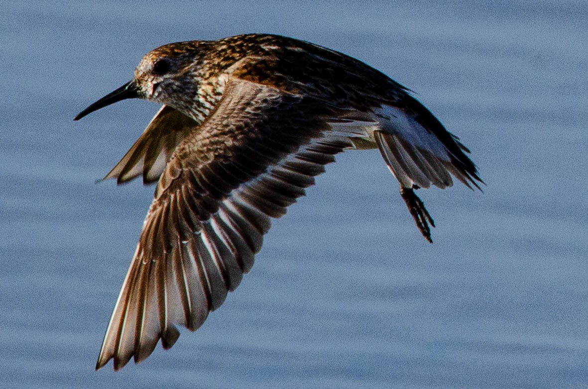 Dunlin - ML110568161