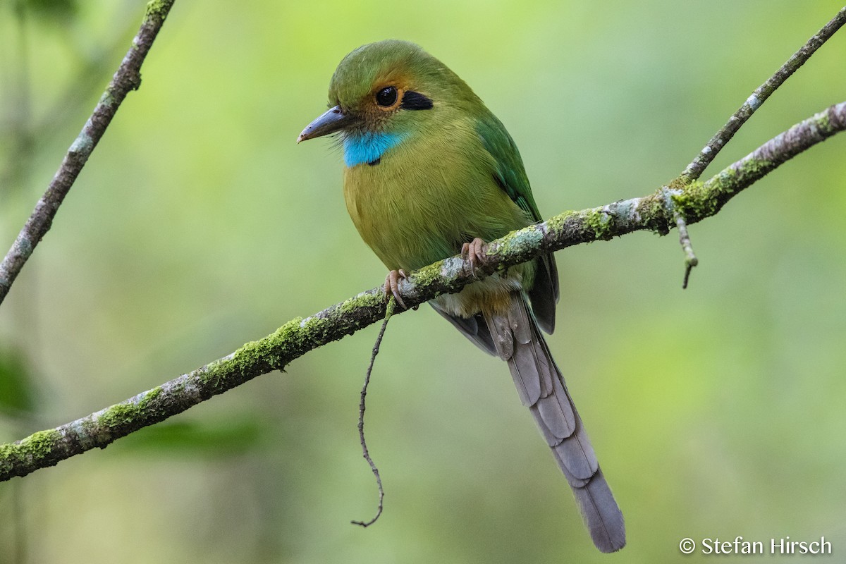 Blue-throated Motmot - Stefan Hirsch