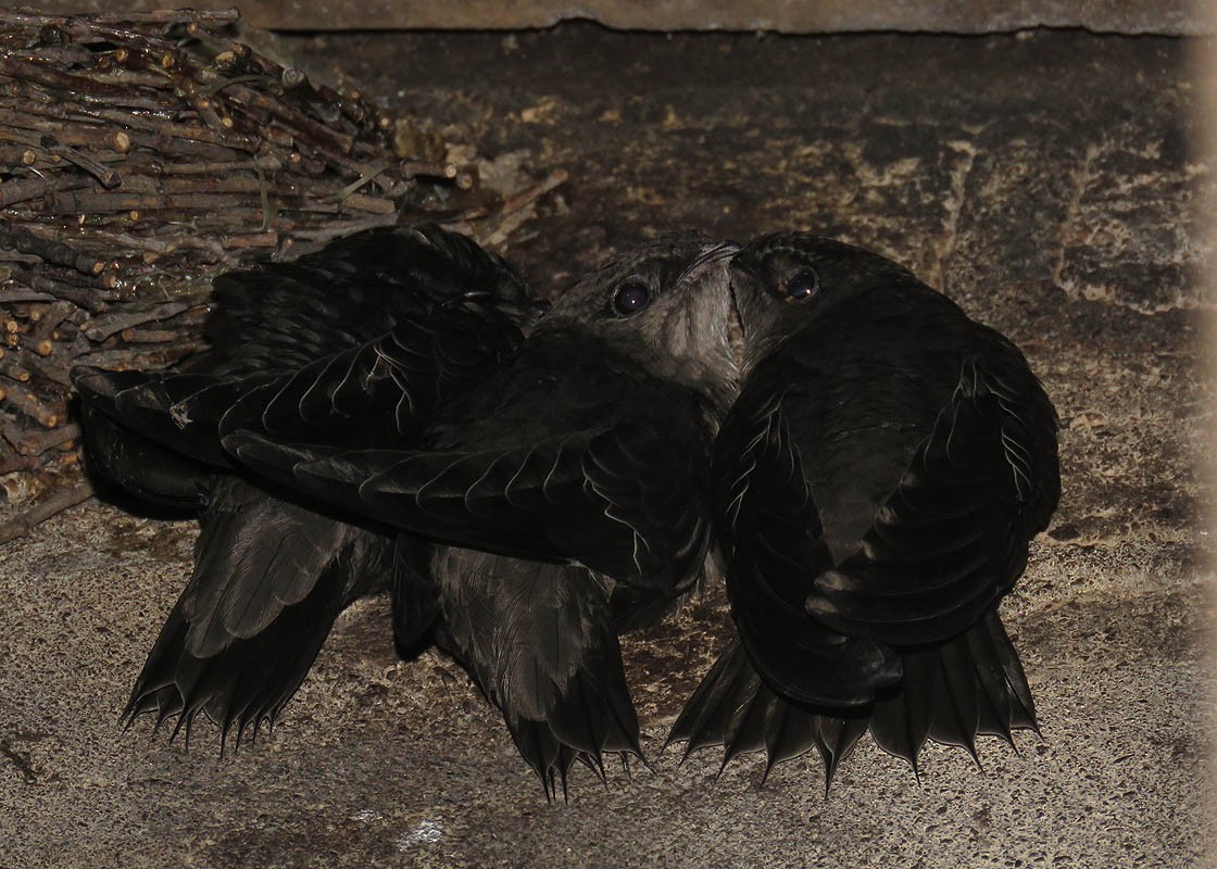 Chimney Swift - Thomas Schultz
