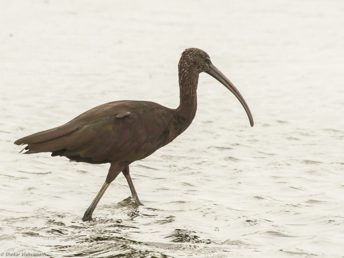 ibis hnědý - ML110574461