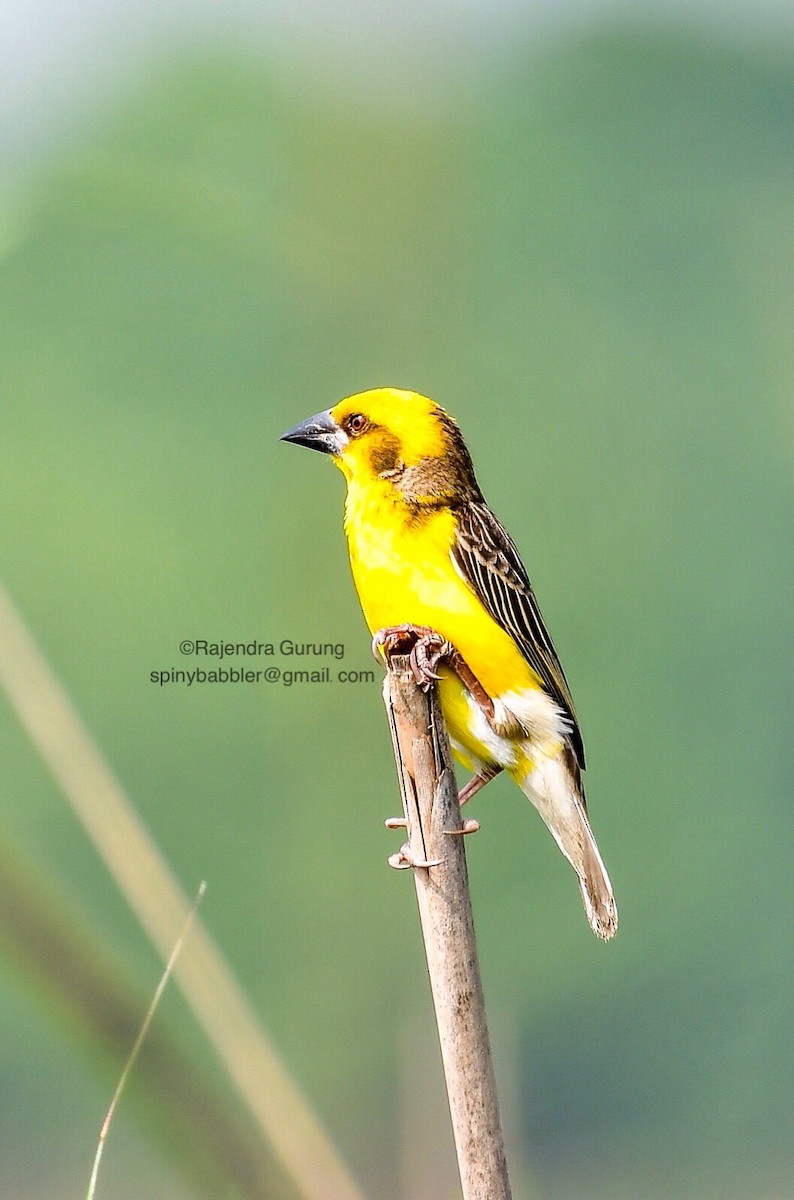 Finn's Weaver - Rajendra Gurung