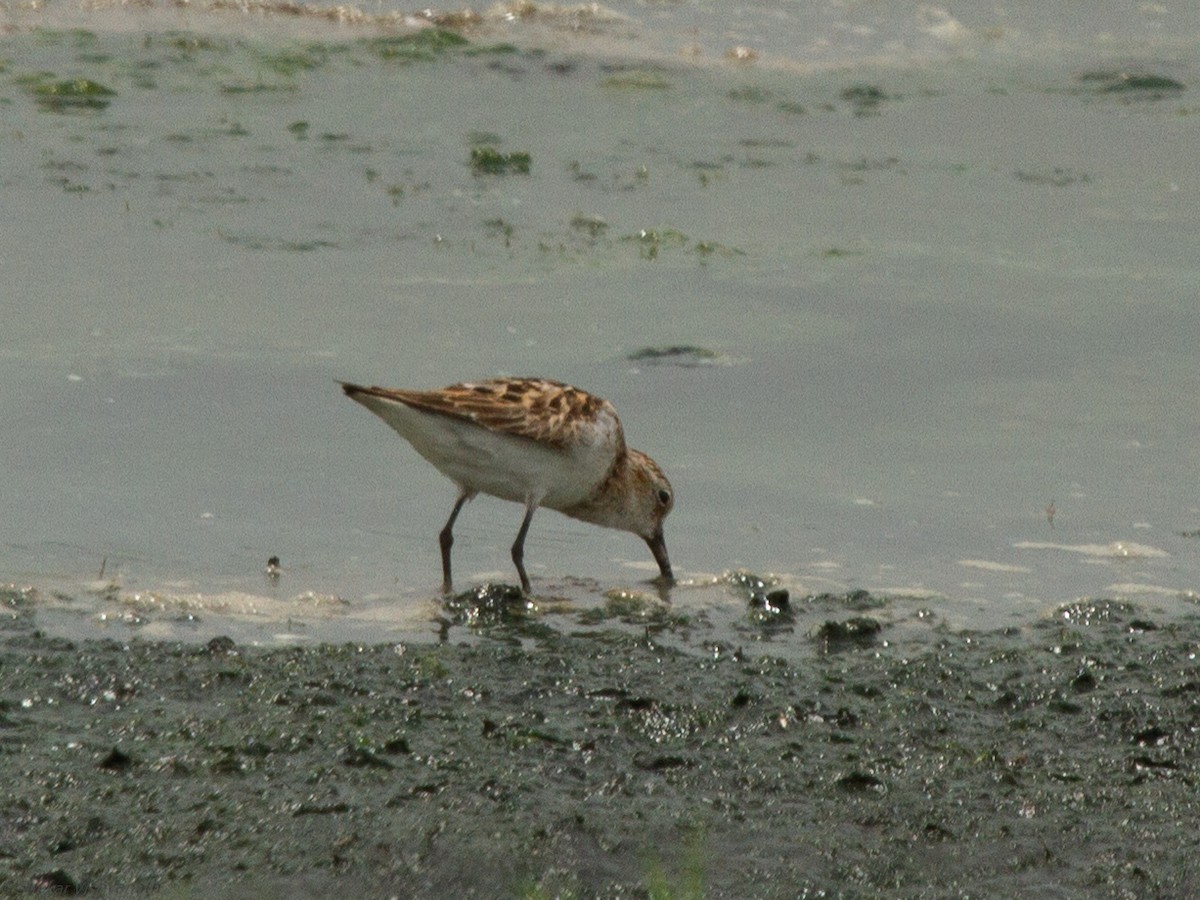 Little Stint - ML110575001