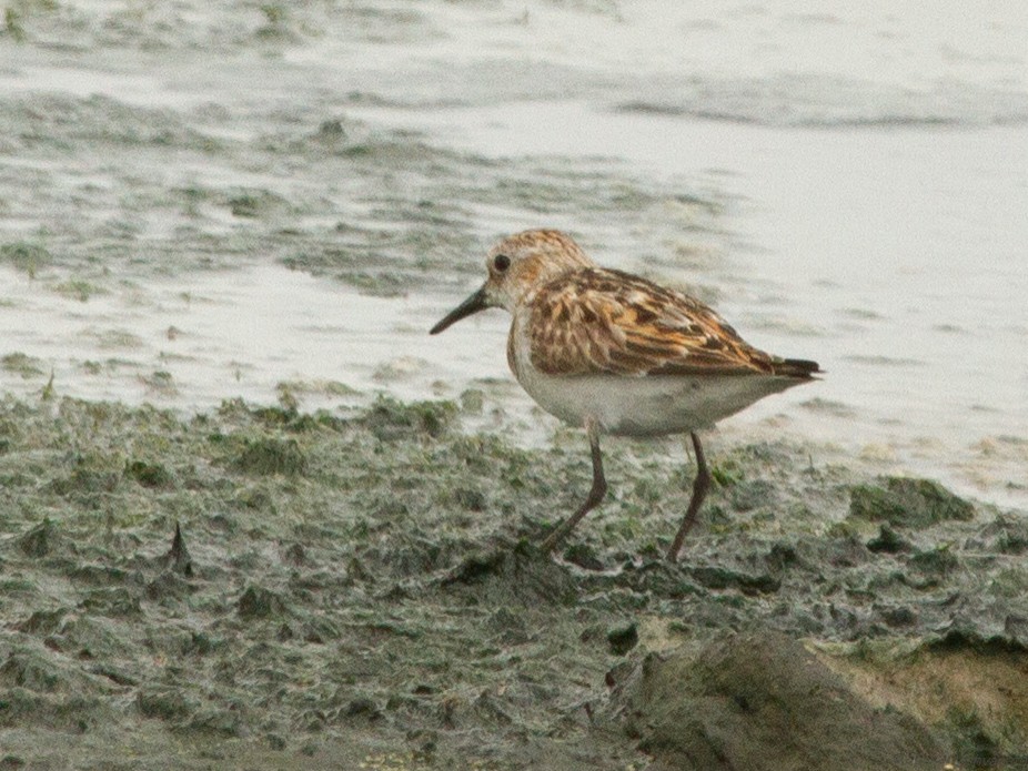 Little Stint - ML110575021