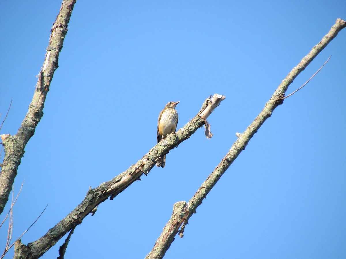 American Robin - ML110575551