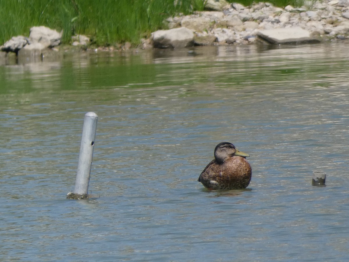 Canard colvert - ML110576191