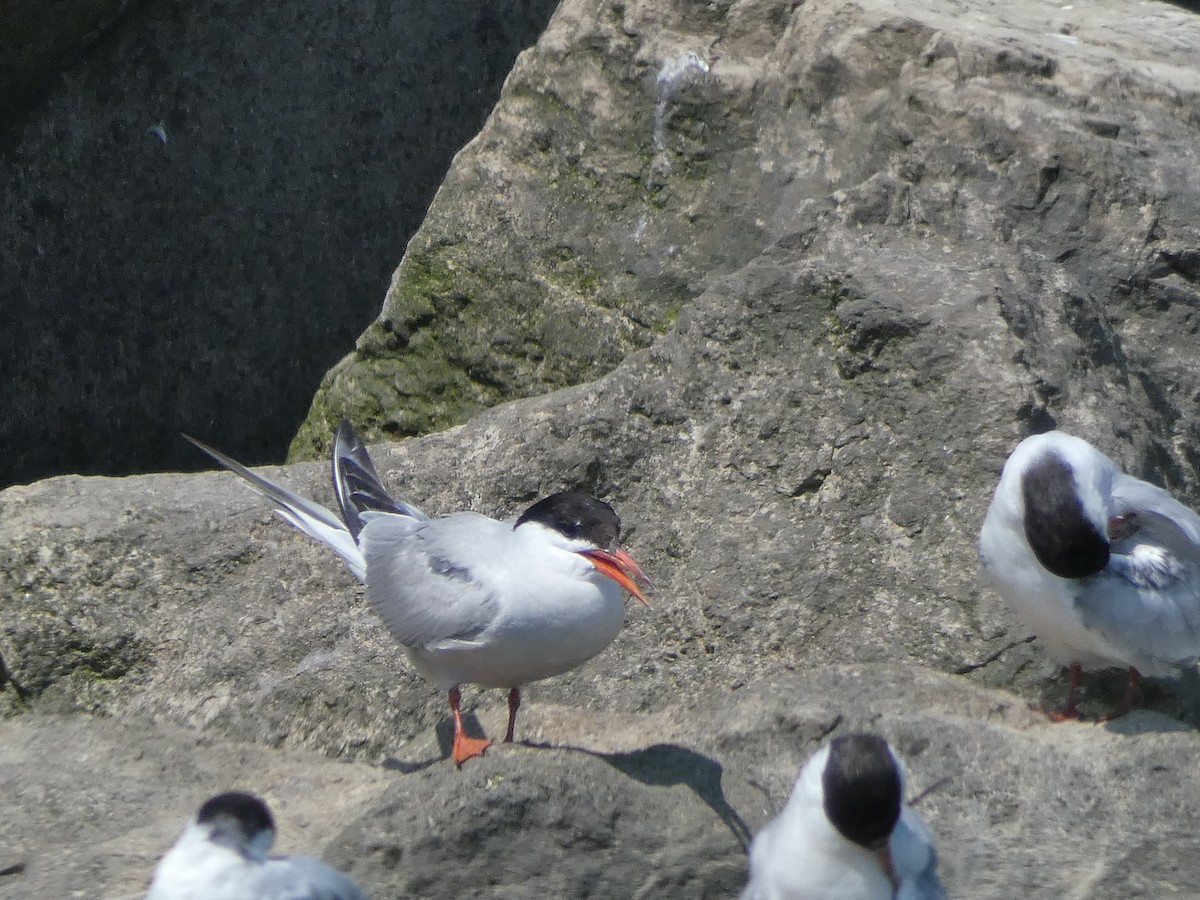 Common Tern - ML110576321