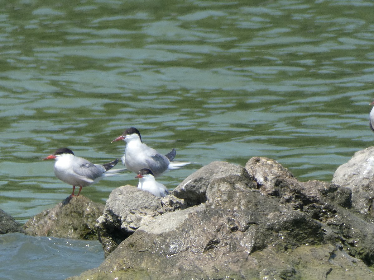 Common Tern - ML110576371