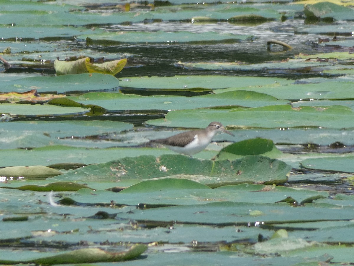 Spotted Sandpiper - ML110576981