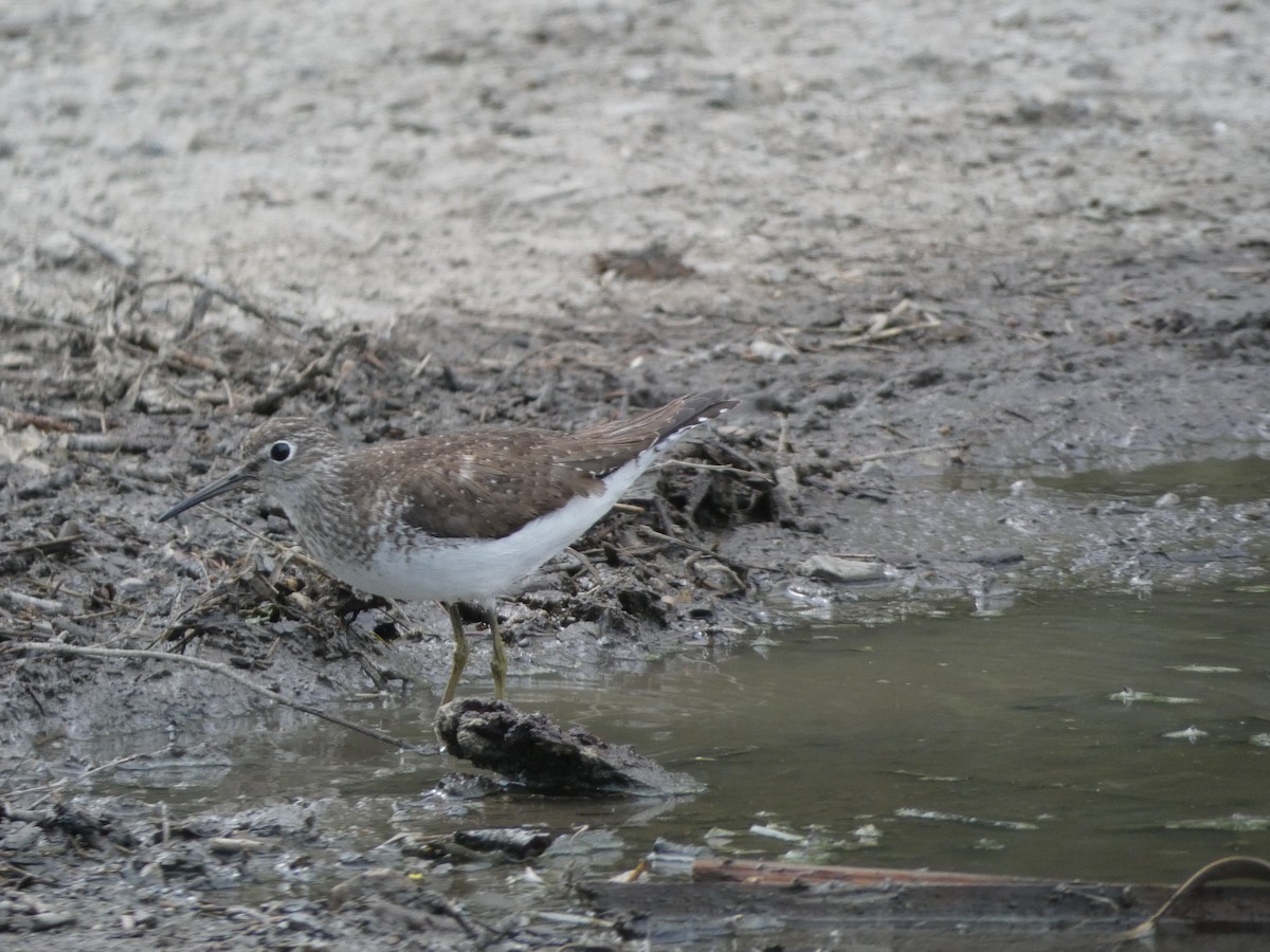 Solitary Sandpiper - ML110577141