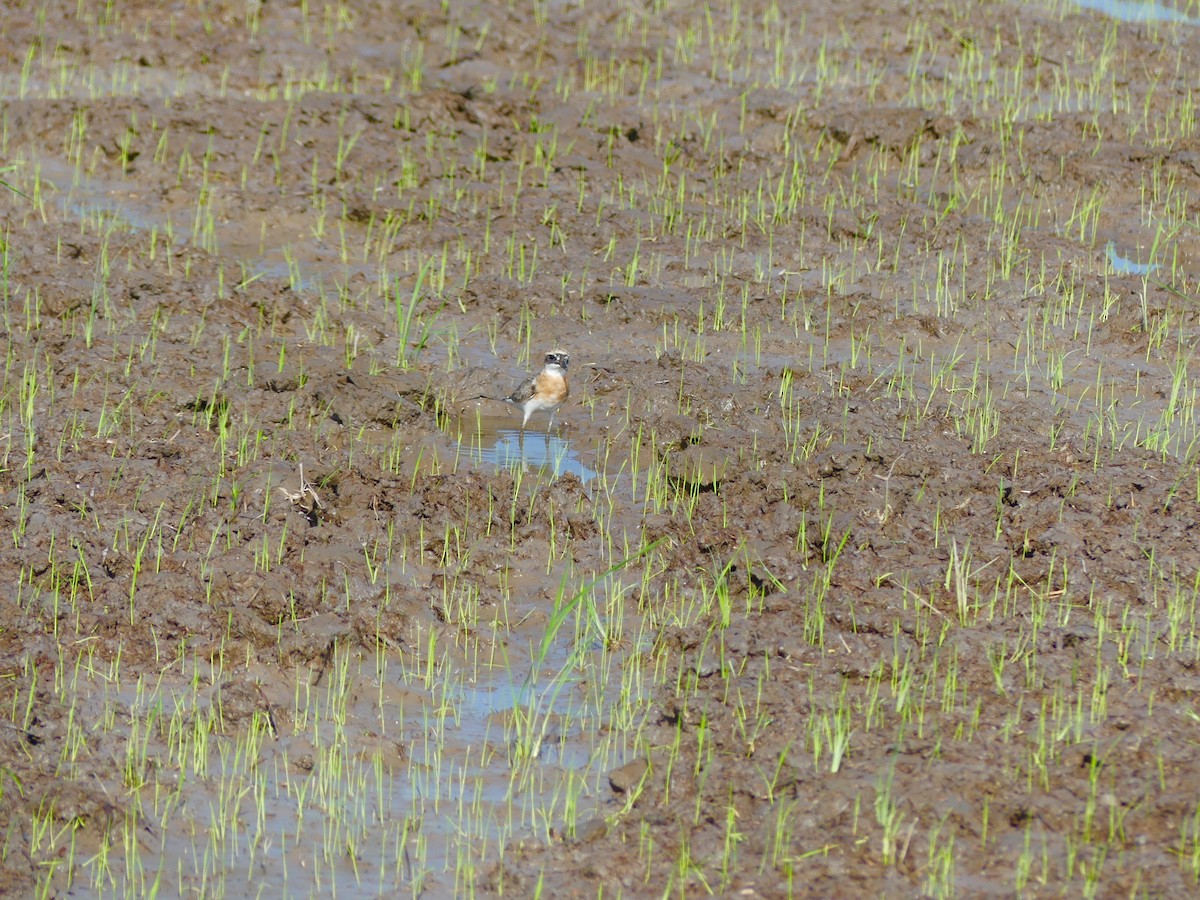 Tibetan Sand-Plover - Yeo Yee Ling