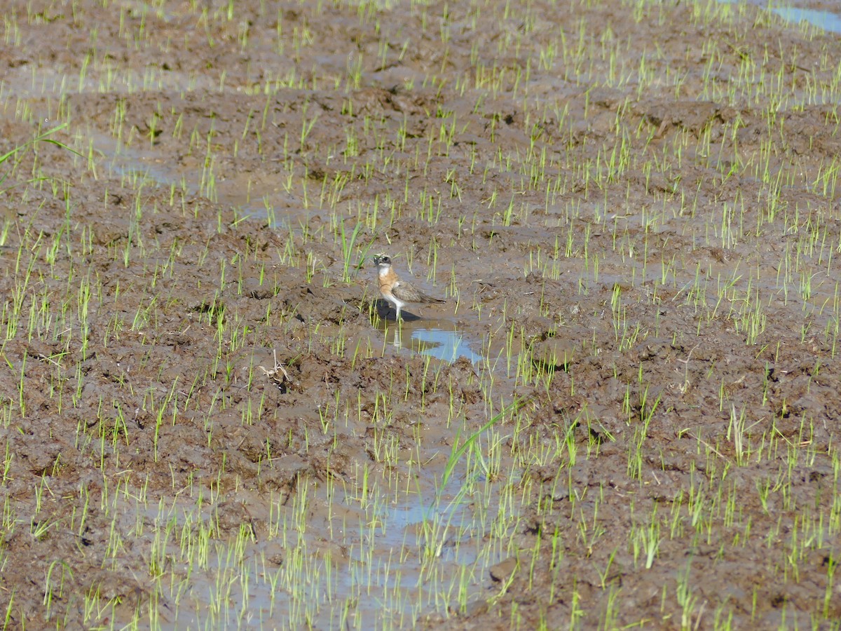 Tibetan Sand-Plover - Yeo Yee Ling