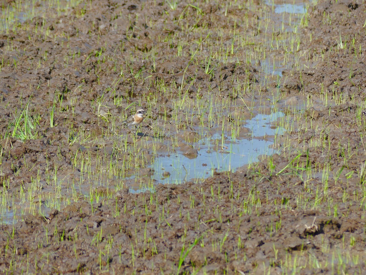 Tibetan Sand-Plover - ML110577291