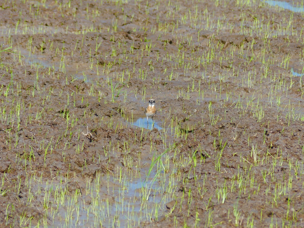 Tibetan Sand-Plover - ML110577301