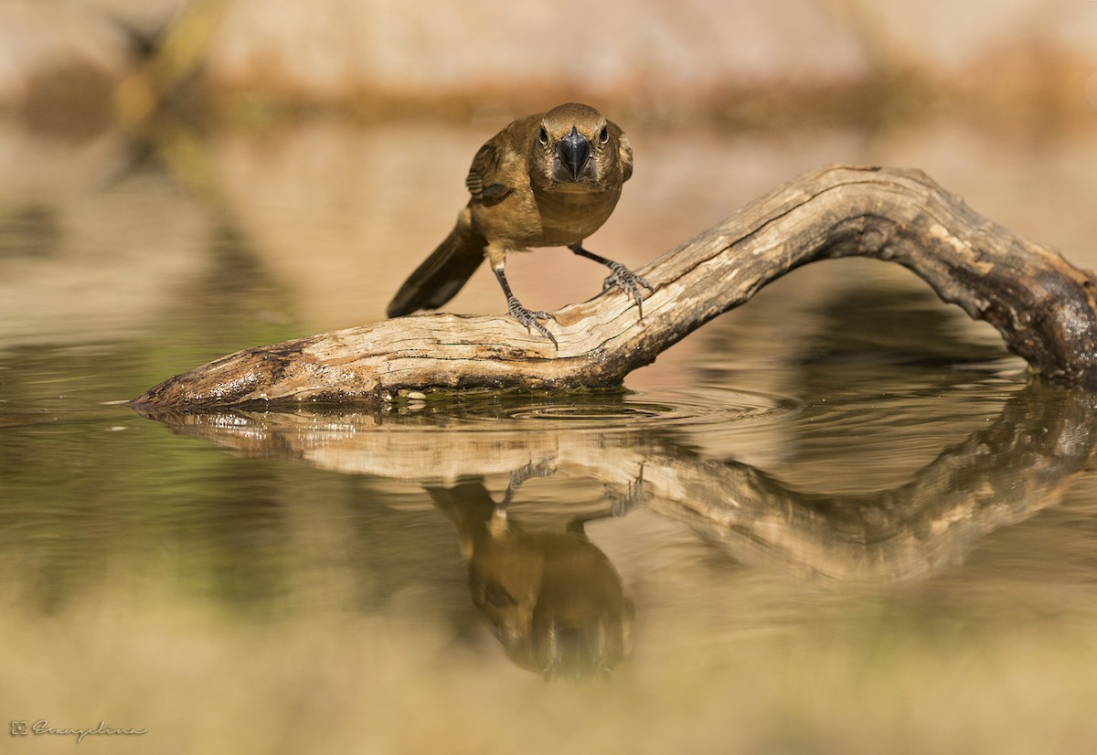 Ultramarine Grosbeak - ML110577581