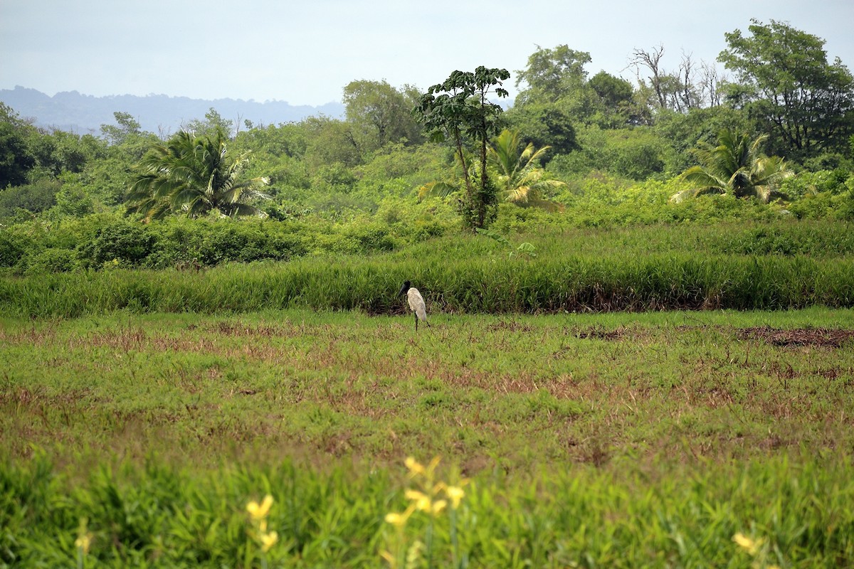 Jabiru d'Amérique - ML110577901