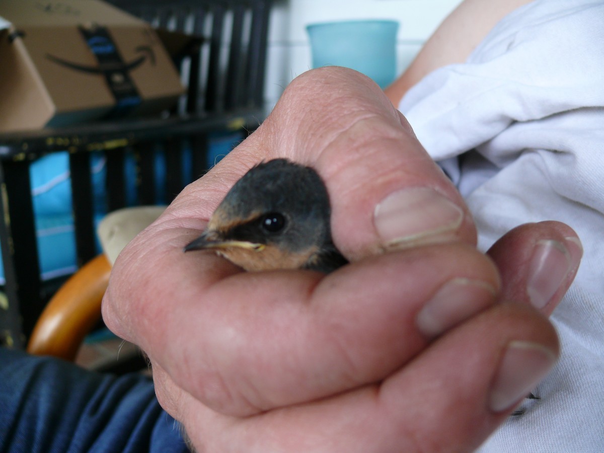 Barn Swallow - ML110578701