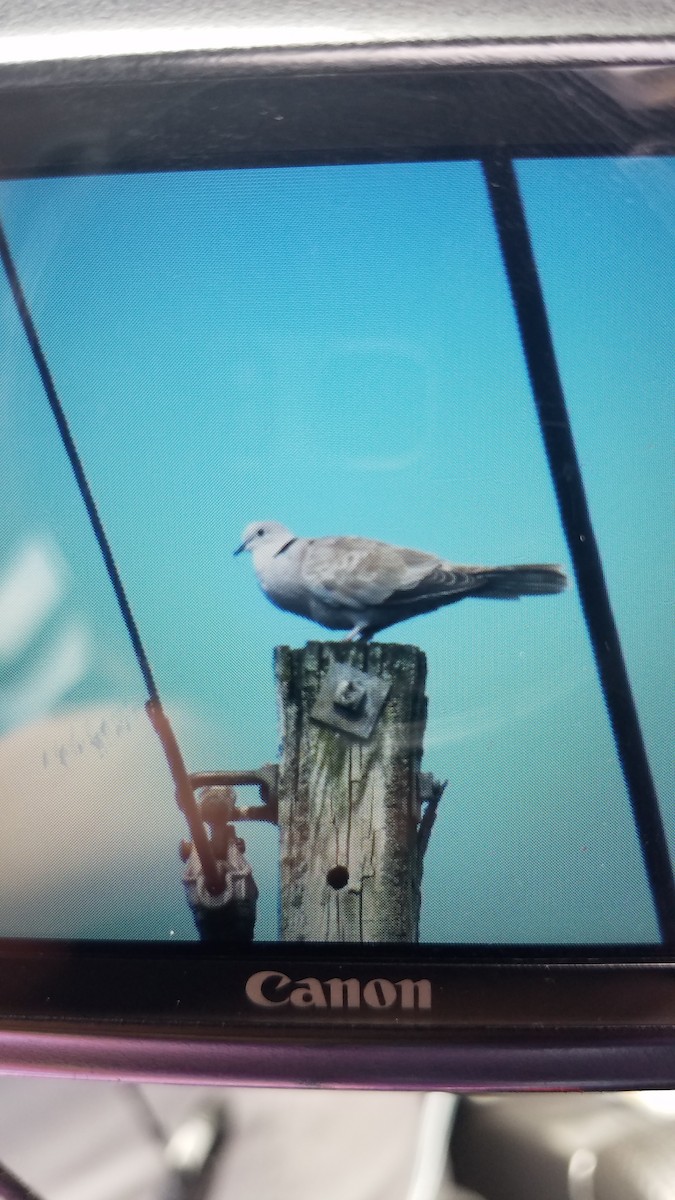 Eurasian Collared-Dove - ML110579341