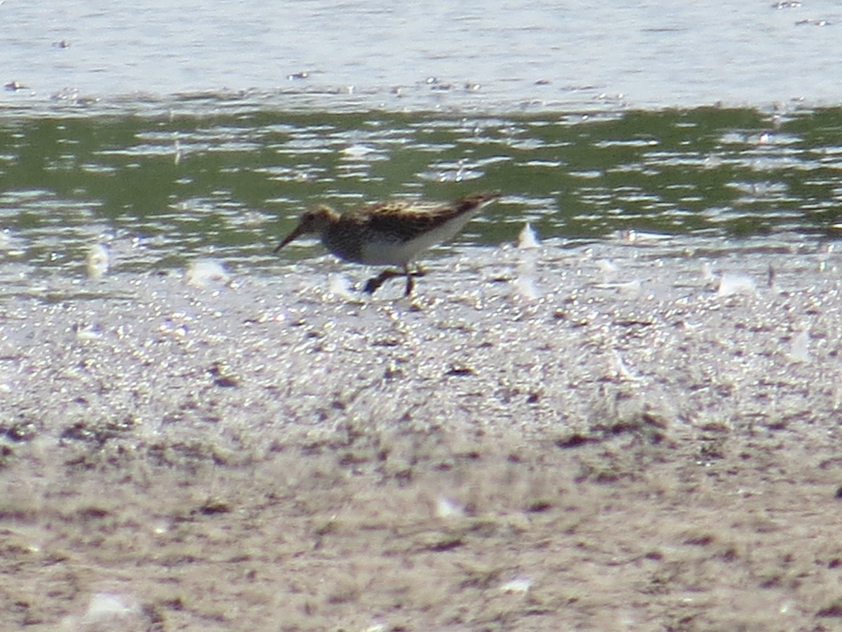 Pectoral Sandpiper - ML110580311