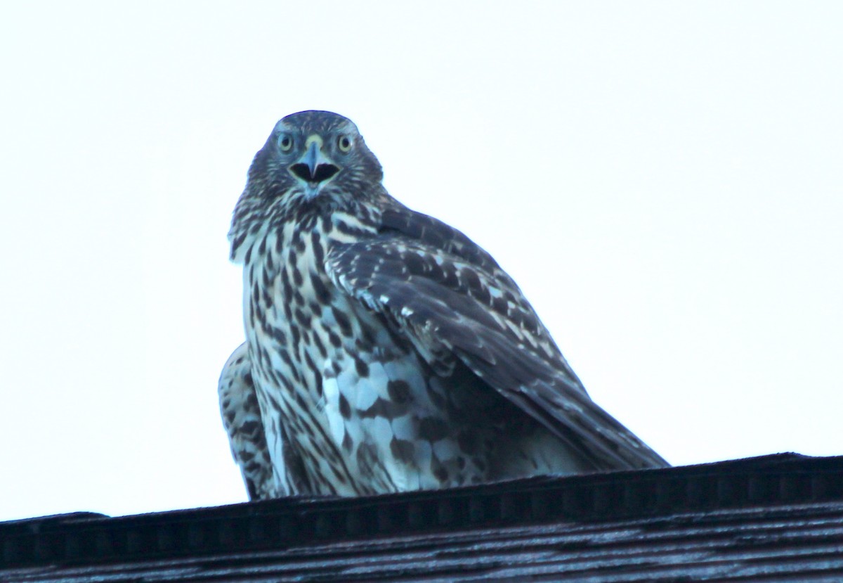 American Goshawk - ML110580371