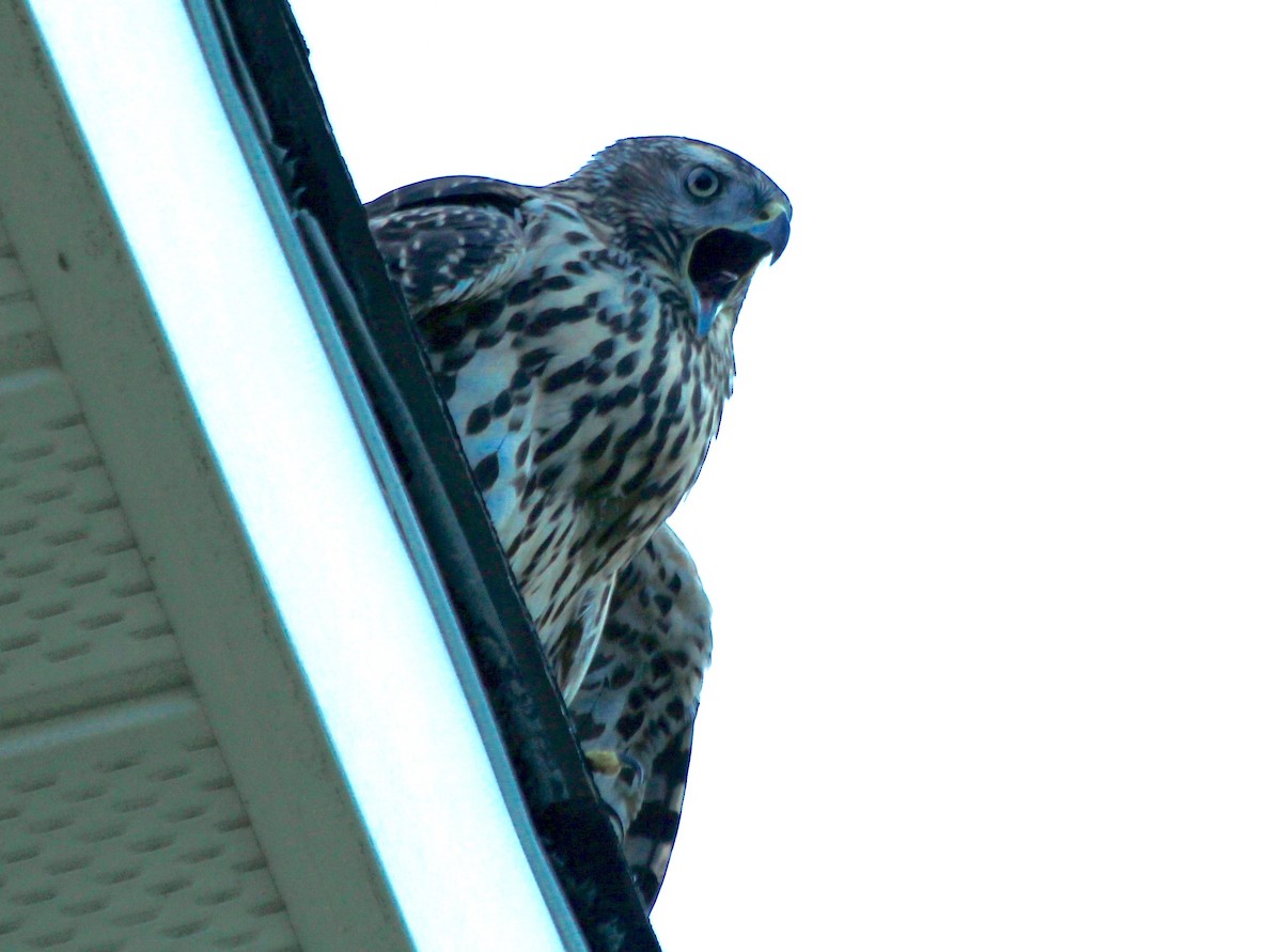 American Goshawk - ML110580401