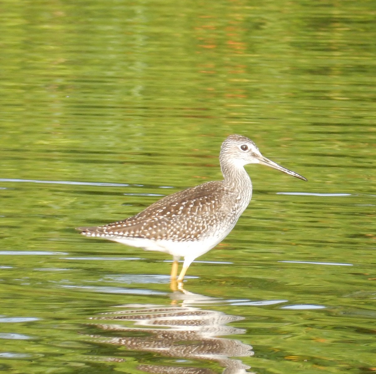 Greater Yellowlegs - ML110582361