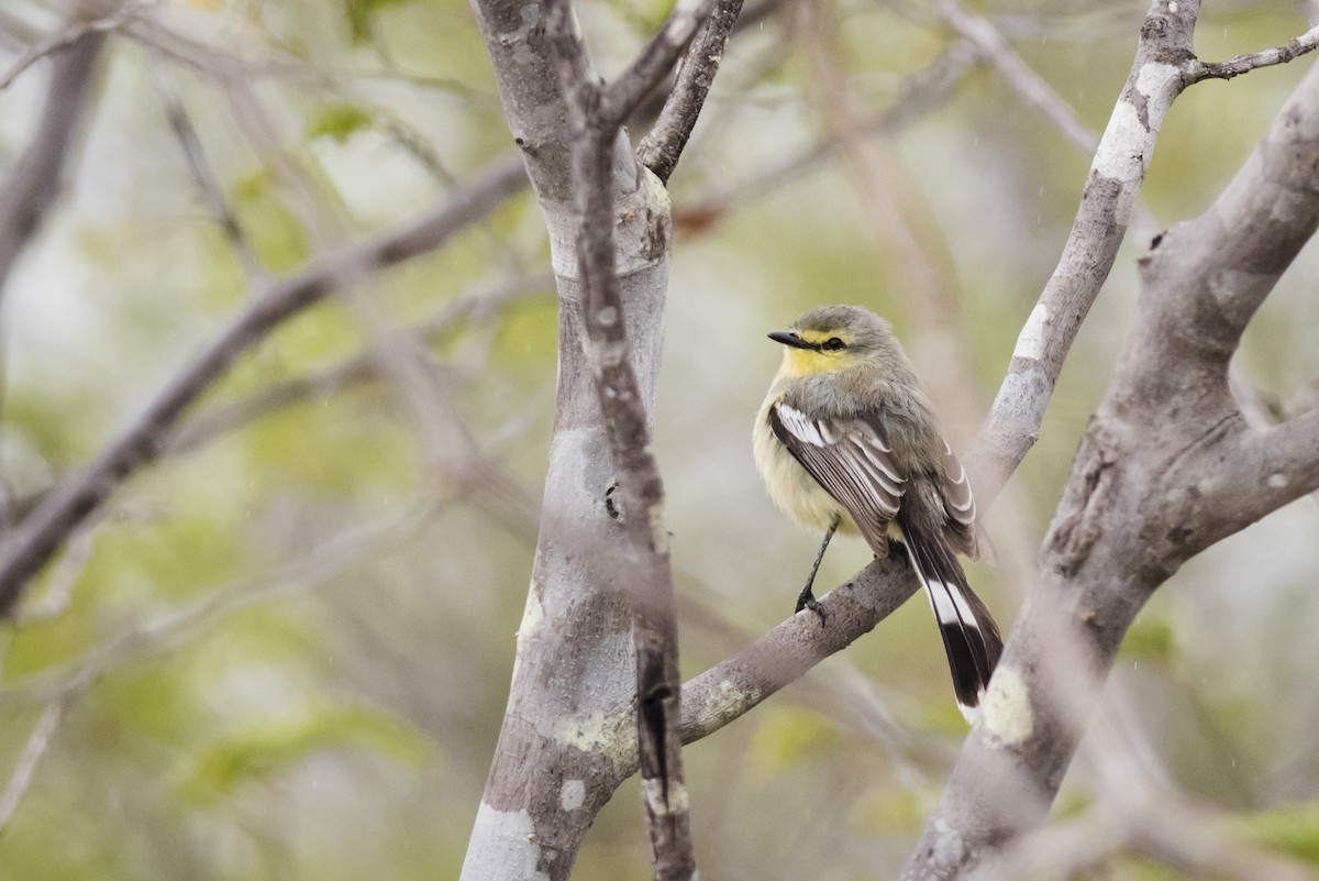 Greater Wagtail-Tyrant - Claudia Brasileiro