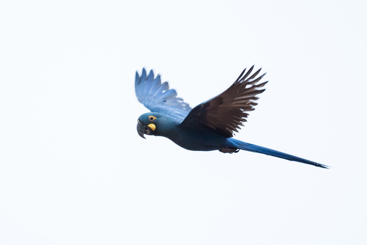 Indigo Macaw - ML110585611