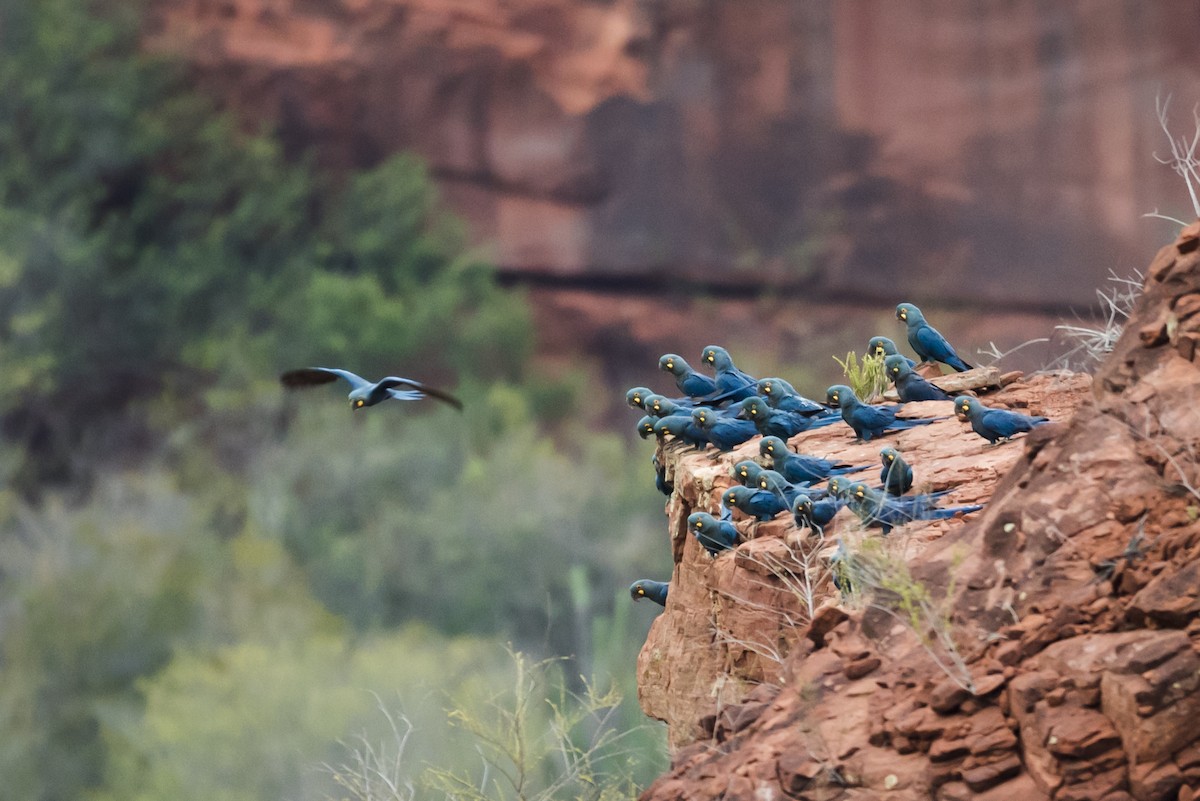 Indigo Macaw - Claudia Brasileiro