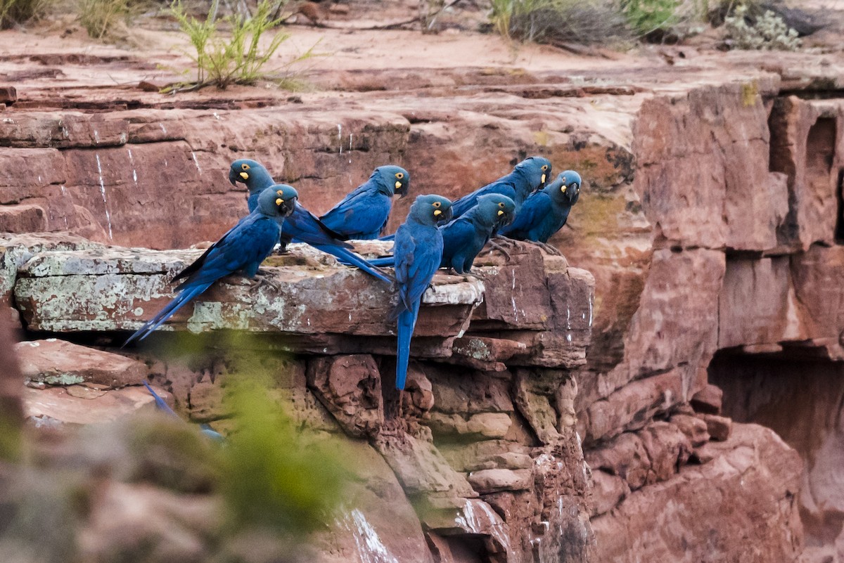 Indigo Macaw - ML110585731