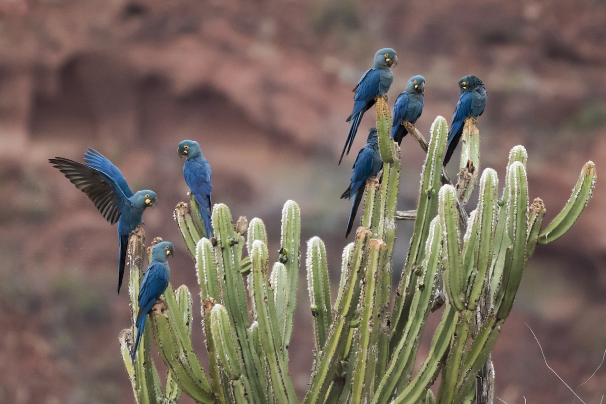 Indigo Macaw - Claudia Brasileiro