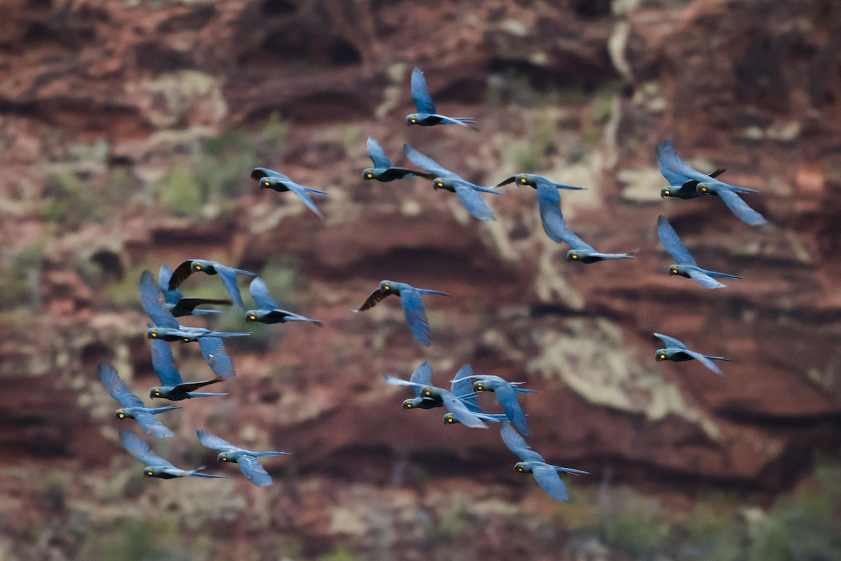 Indigo Macaw - ML110585761