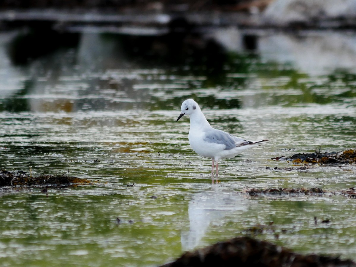 Bonaparte's Gull - ML110586281