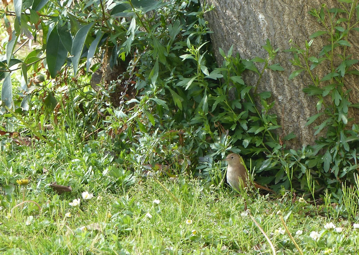 Southern House Wren - ML110587011