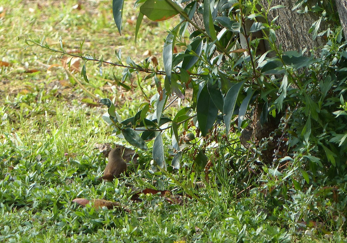 Southern House Wren - ML110587071