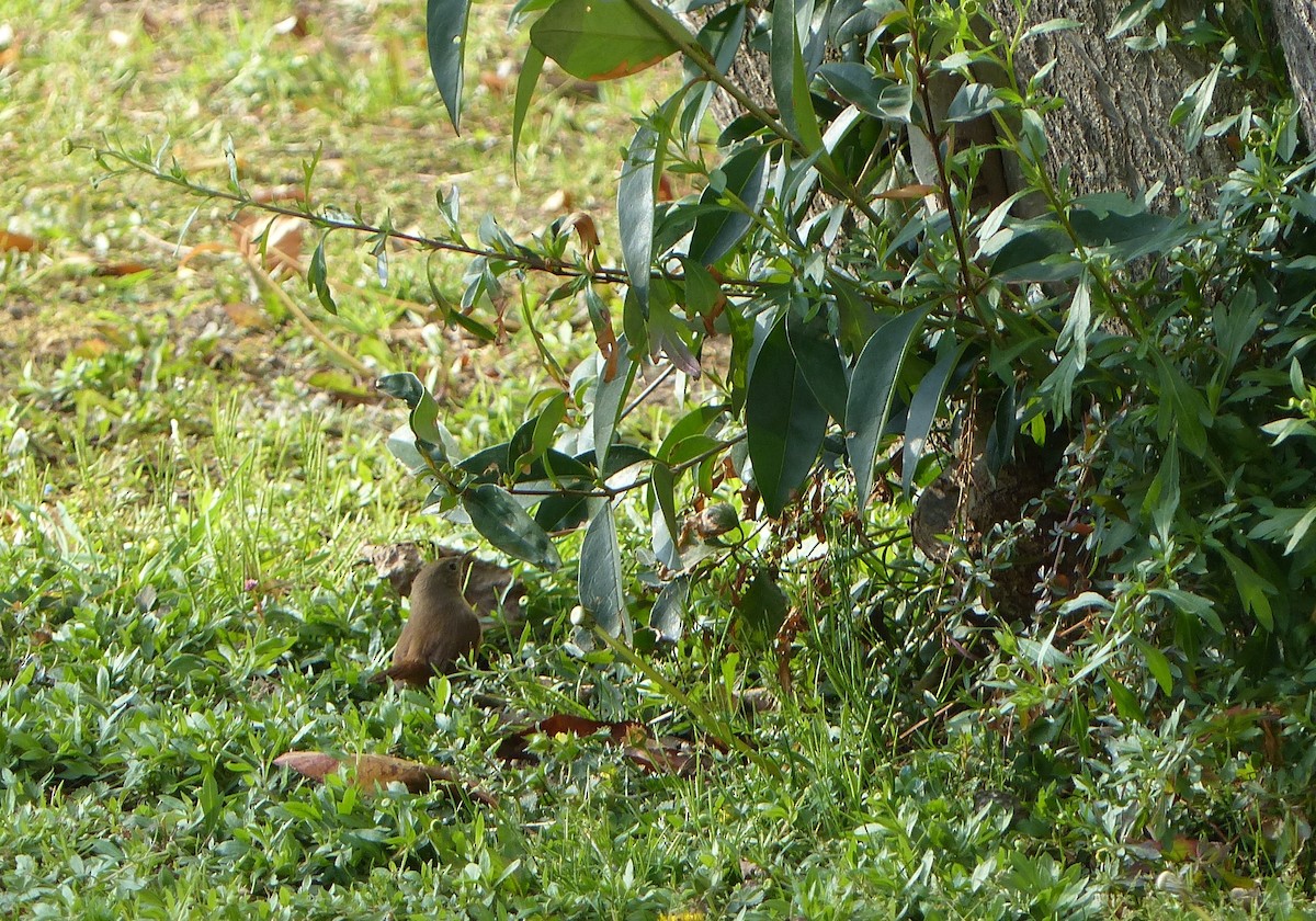 House Wren - ML110587071