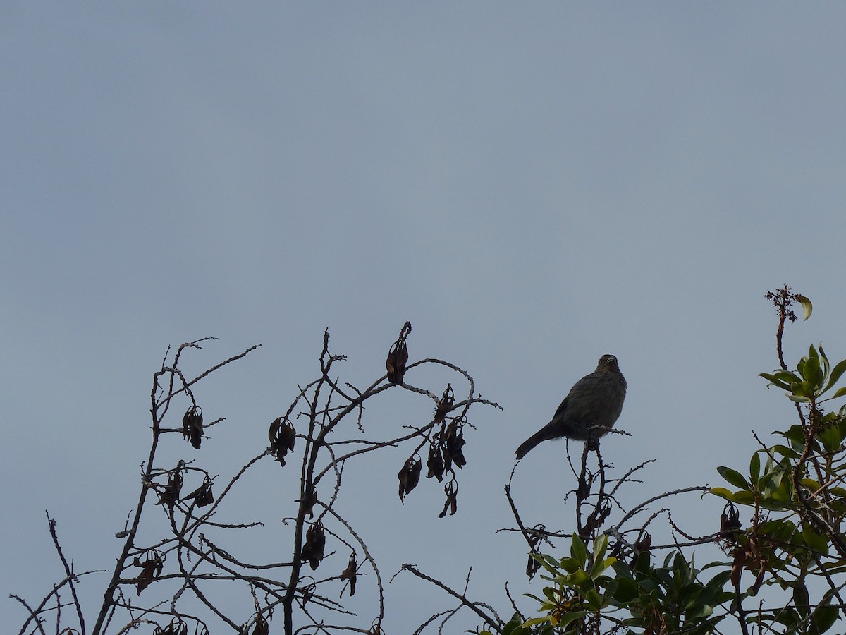 Rufous-tailed Plantcutter - ML110587171