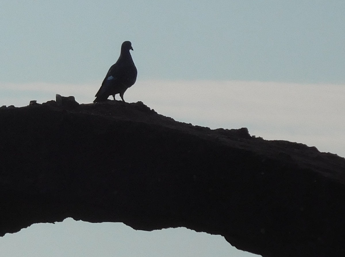 Rock Pigeon (Feral Pigeon) - ML110587191