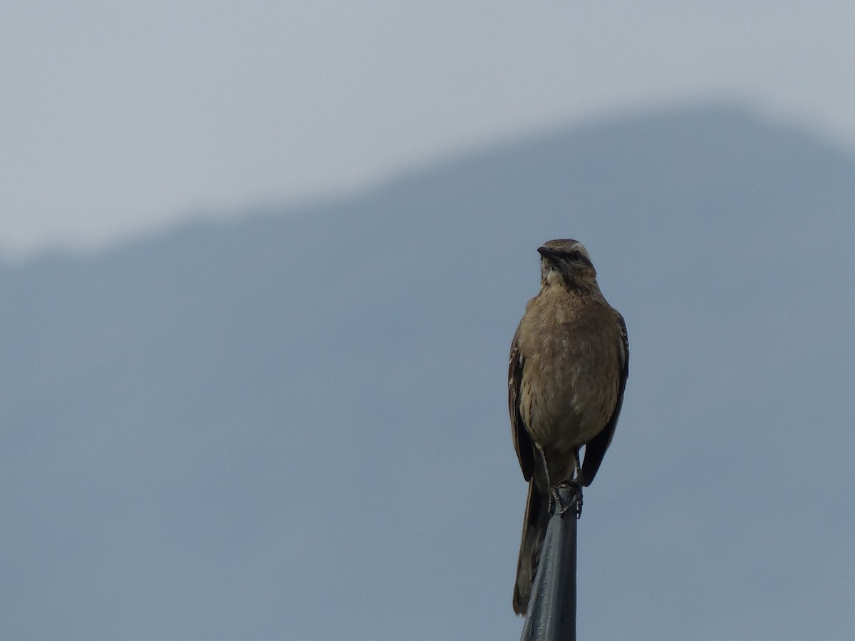 Chilean Mockingbird - ML110588081